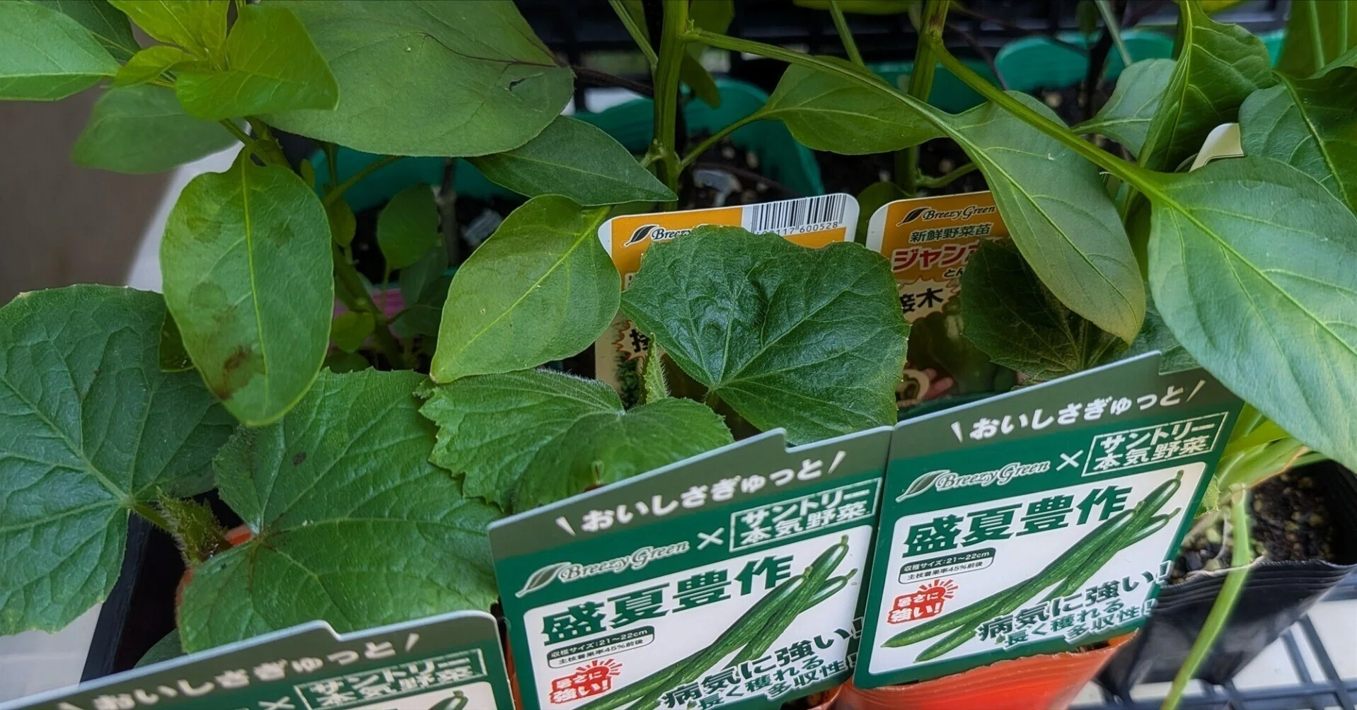 ようやく夏野菜の植え付け完了です｜annon