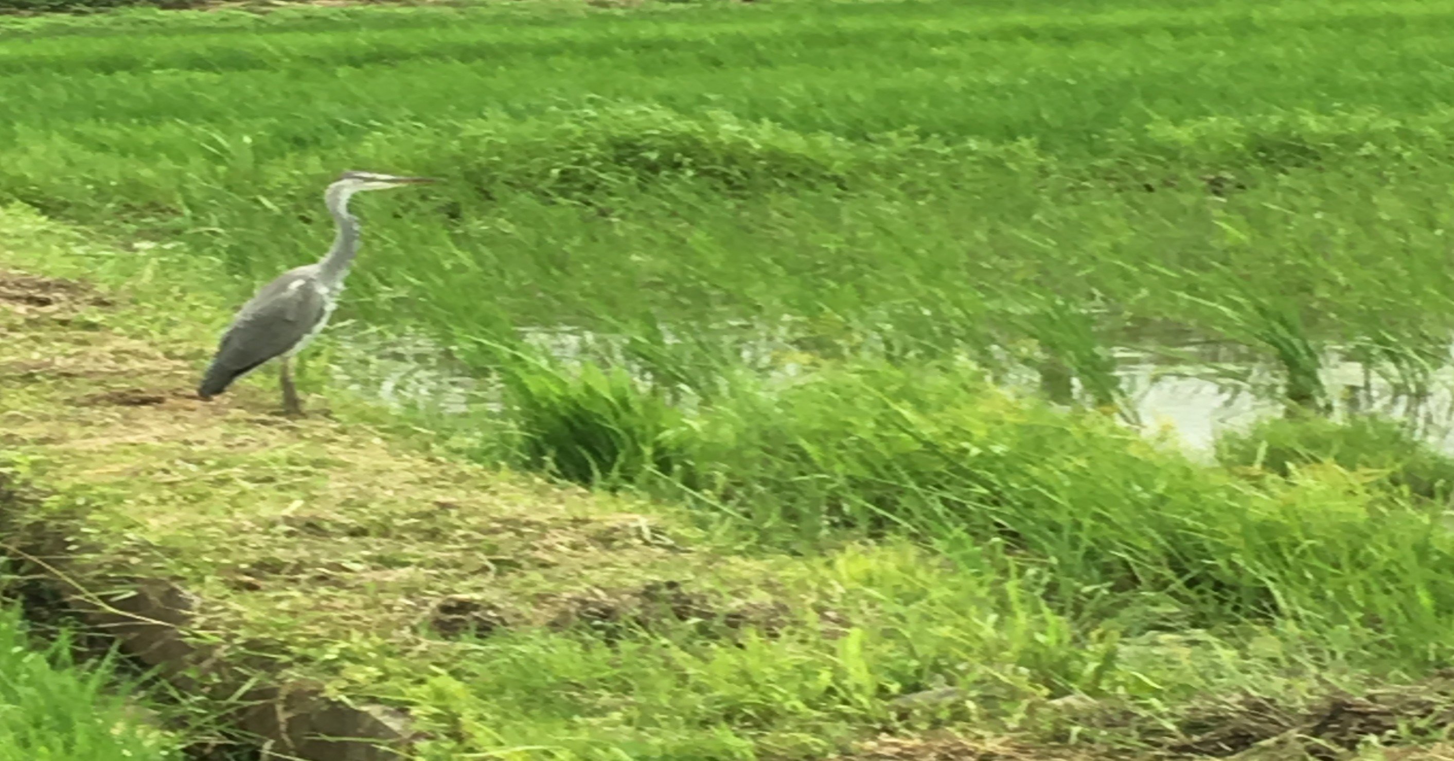 田植え準備その2 かかと踏み踏み はる Note 田植え準備その2 かかと踏み踏み はる Note