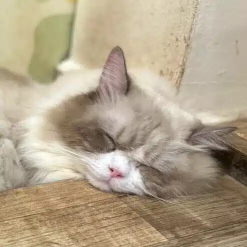 おふ🐾