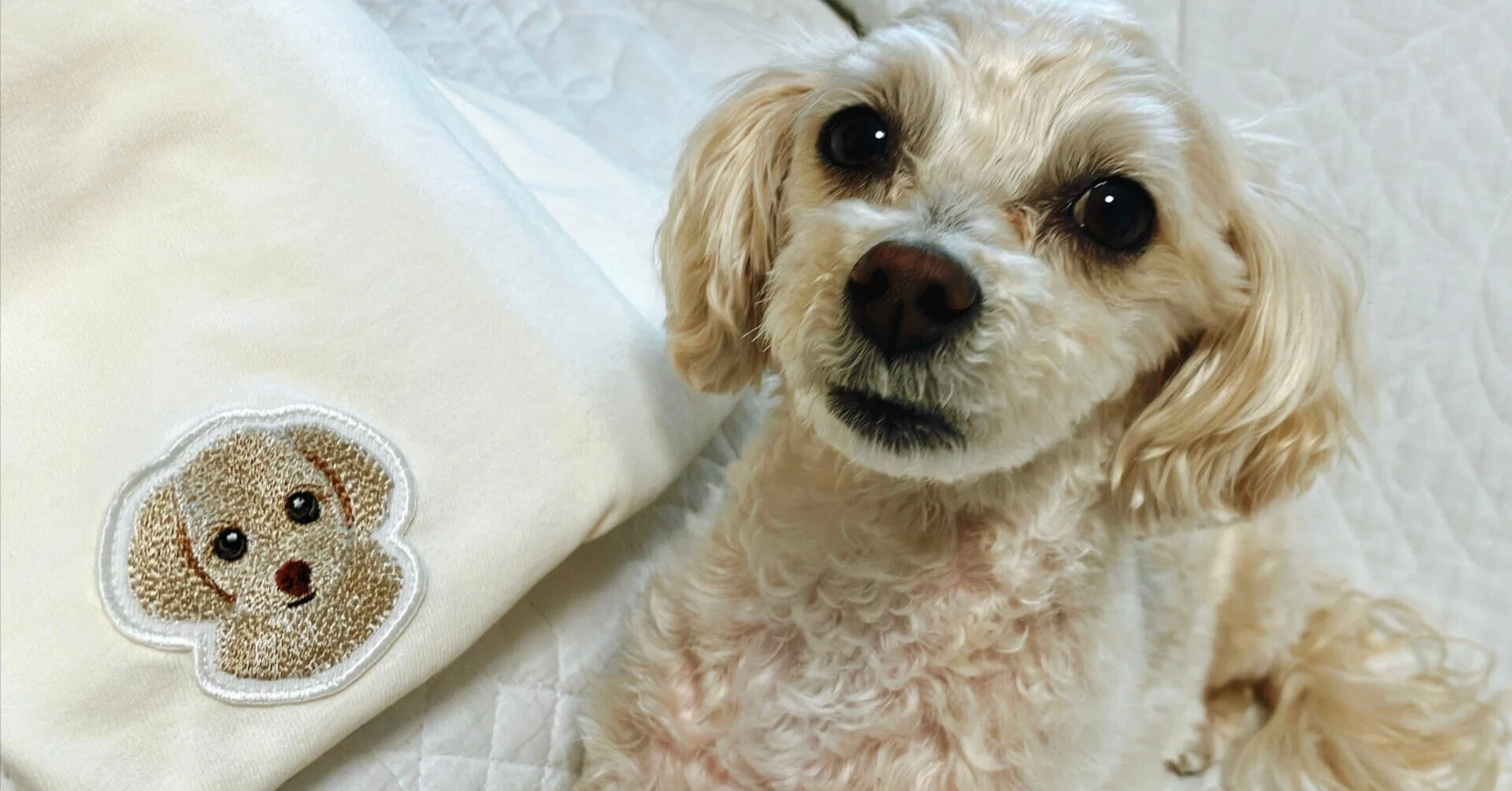 My Pet Goods | I Tried Making an Original Dog T-Shirt｜こいぬまめぐみ