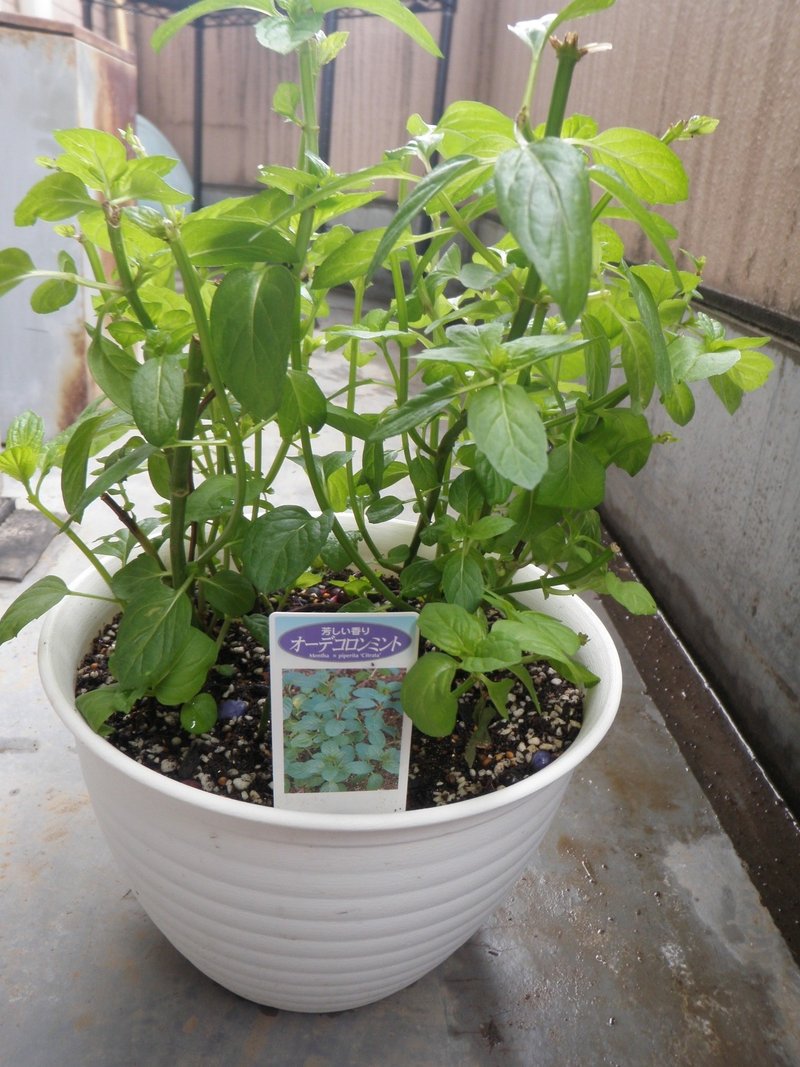 オーデコロンミント 育ててみた ゆずにゃん Note