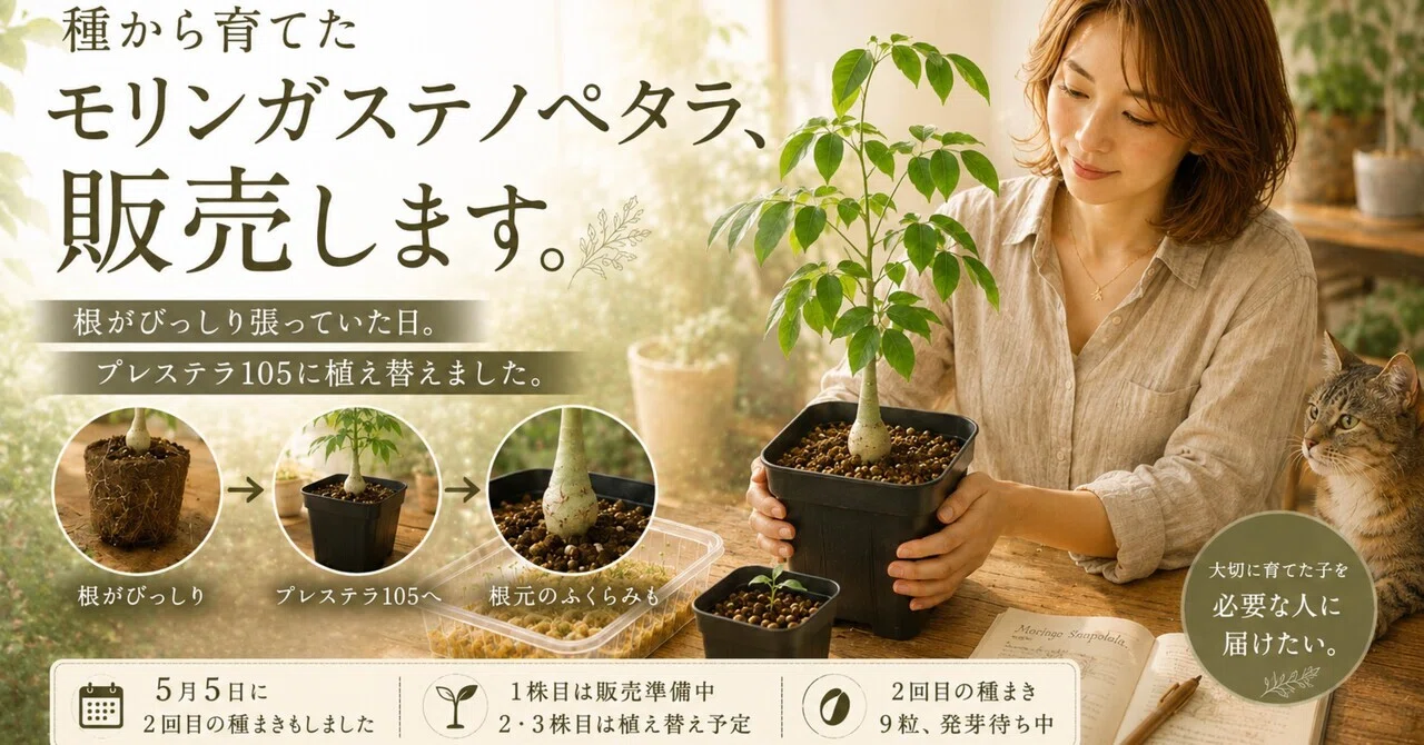根がびっしり張っていた。モリンガを販売しようと思う｜福晴