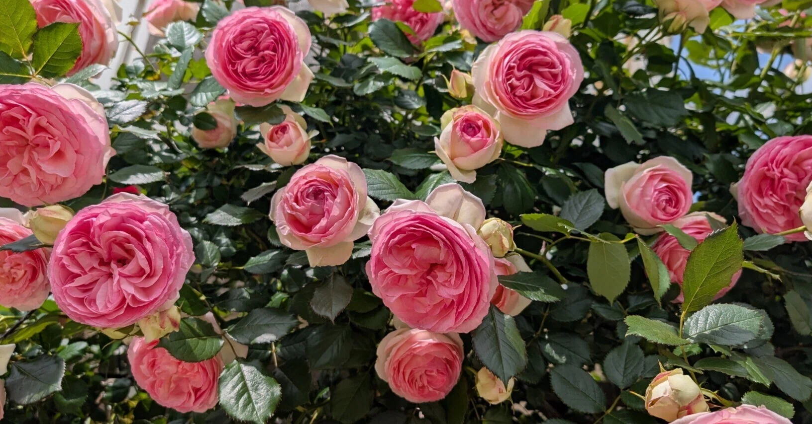 5月は薔薇月｜Mari