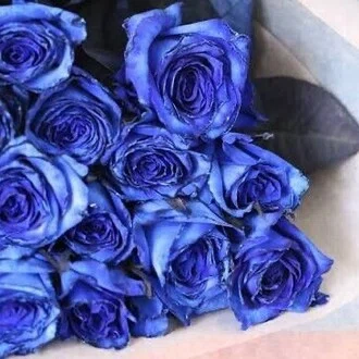 Rose🌹