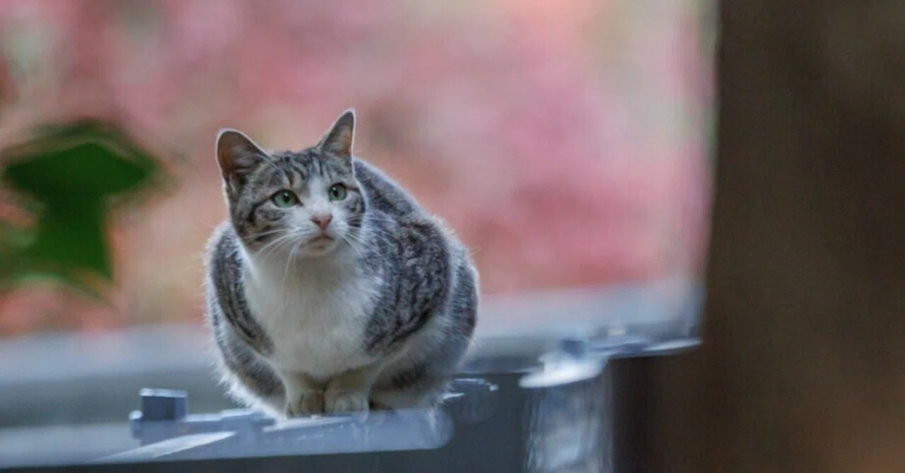 気づかれていない場所】｜猫写真家 猫田晃広（Akihiro Nekota）