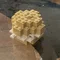 世良 みこと