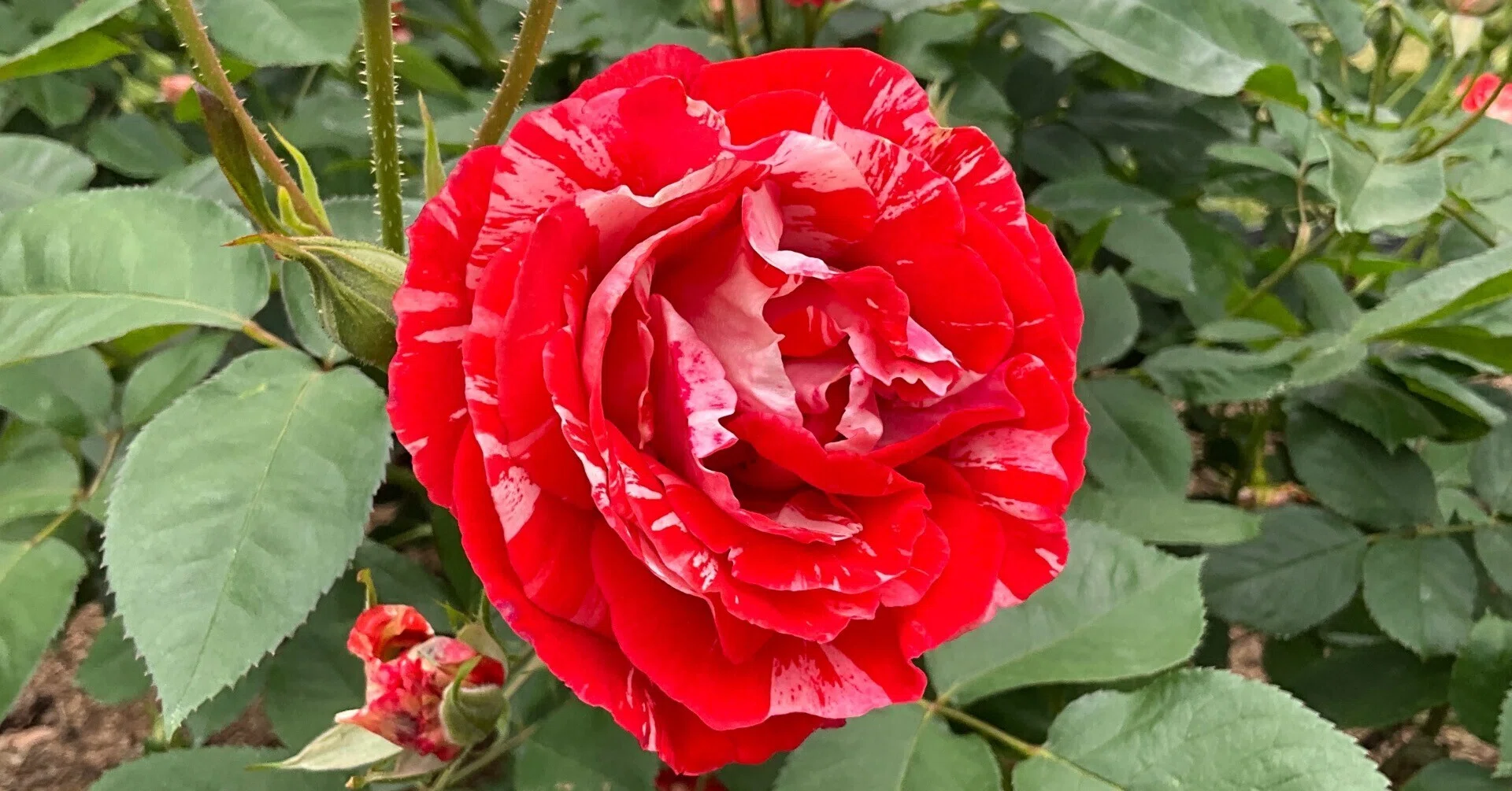 岩付の野薔薇。品種不明です。蕾が有ります。 オレンジ・スプラッシュ（京都府立植物園）：2026年5月10日（日