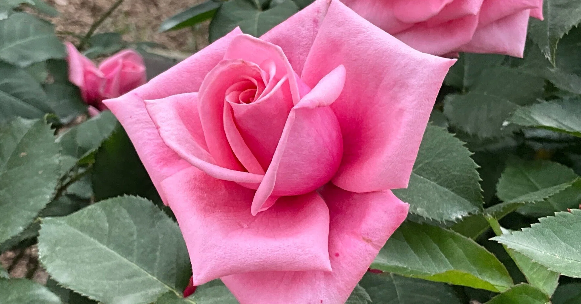 Gene Boerner (Kyoto Botanical Gardens): May 9, 2026 (Sat)｜藤井