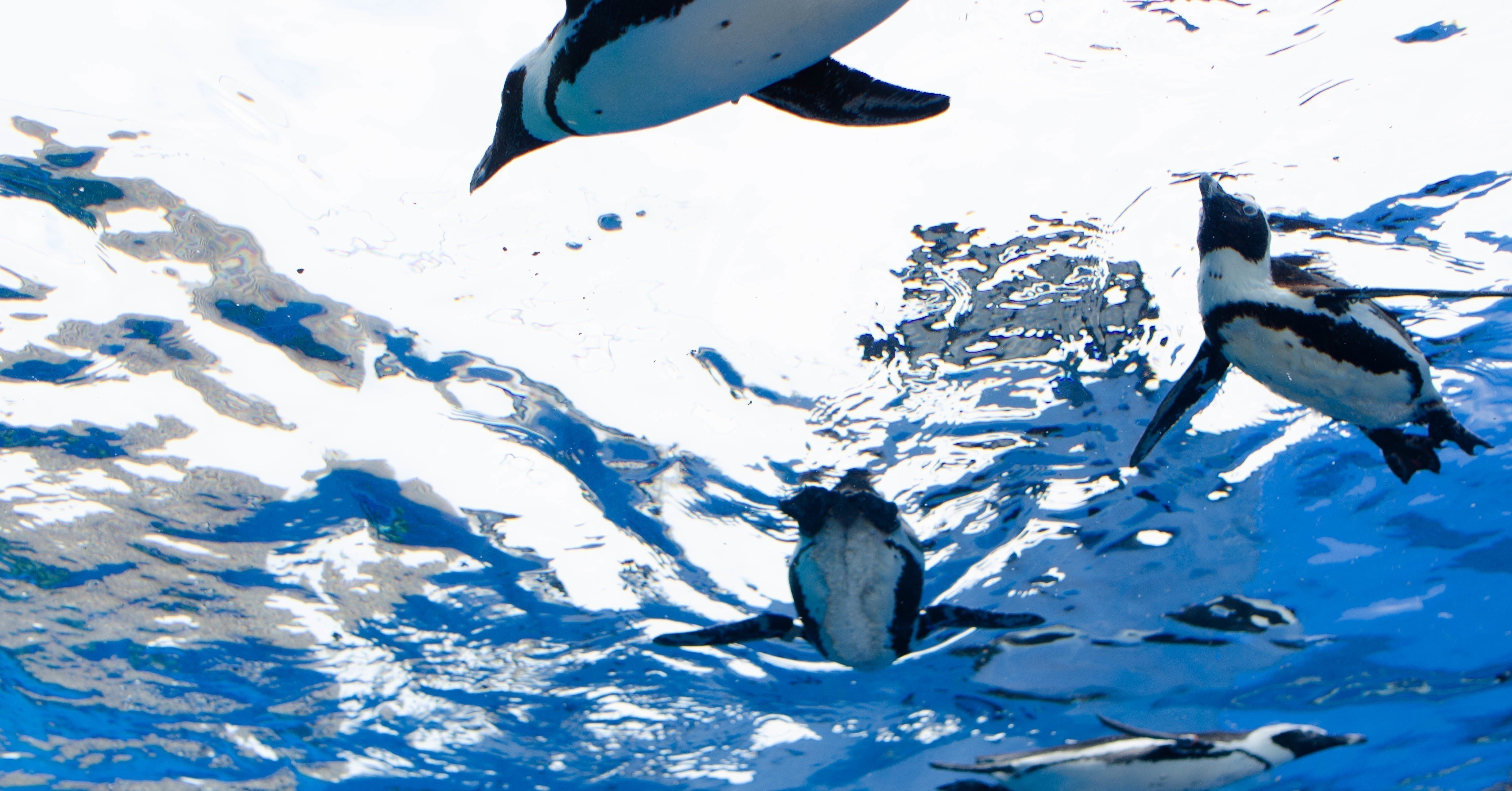 日本人はペンギンが大好き しゅぎもん Note 日本人はペンギンが大好き しゅぎもん Note