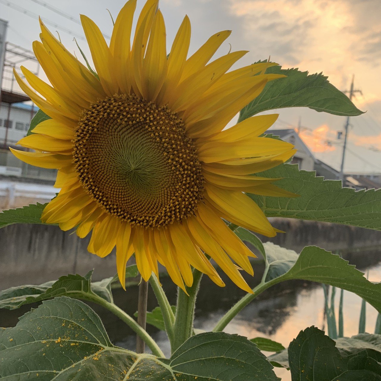 ひまわりは人を幸せにすると思います 理由は一つだけ 太陽 に向かって元気に花を咲かせて 人に上を向いて歩いて大丈夫だよ 自信を持って と教えてくれてると思う さん Note