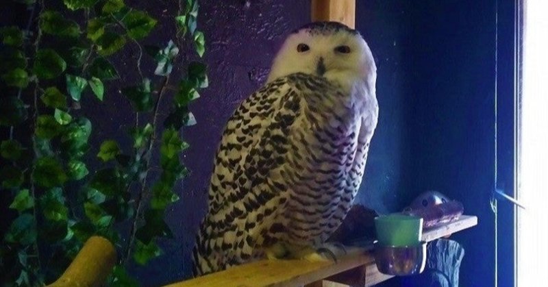 希望はいつも 幻想のベールの向こうにいる 英語学習6日目 渡邊愛子 Note 希望はいつも 幻想のベールの向こうにいる 英語学習6日目 渡邊愛子 Note