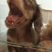 ジョジョの奇妙な冒険の第三部のイギーのモデル犬のボストンテリア 満生雄宇 Note