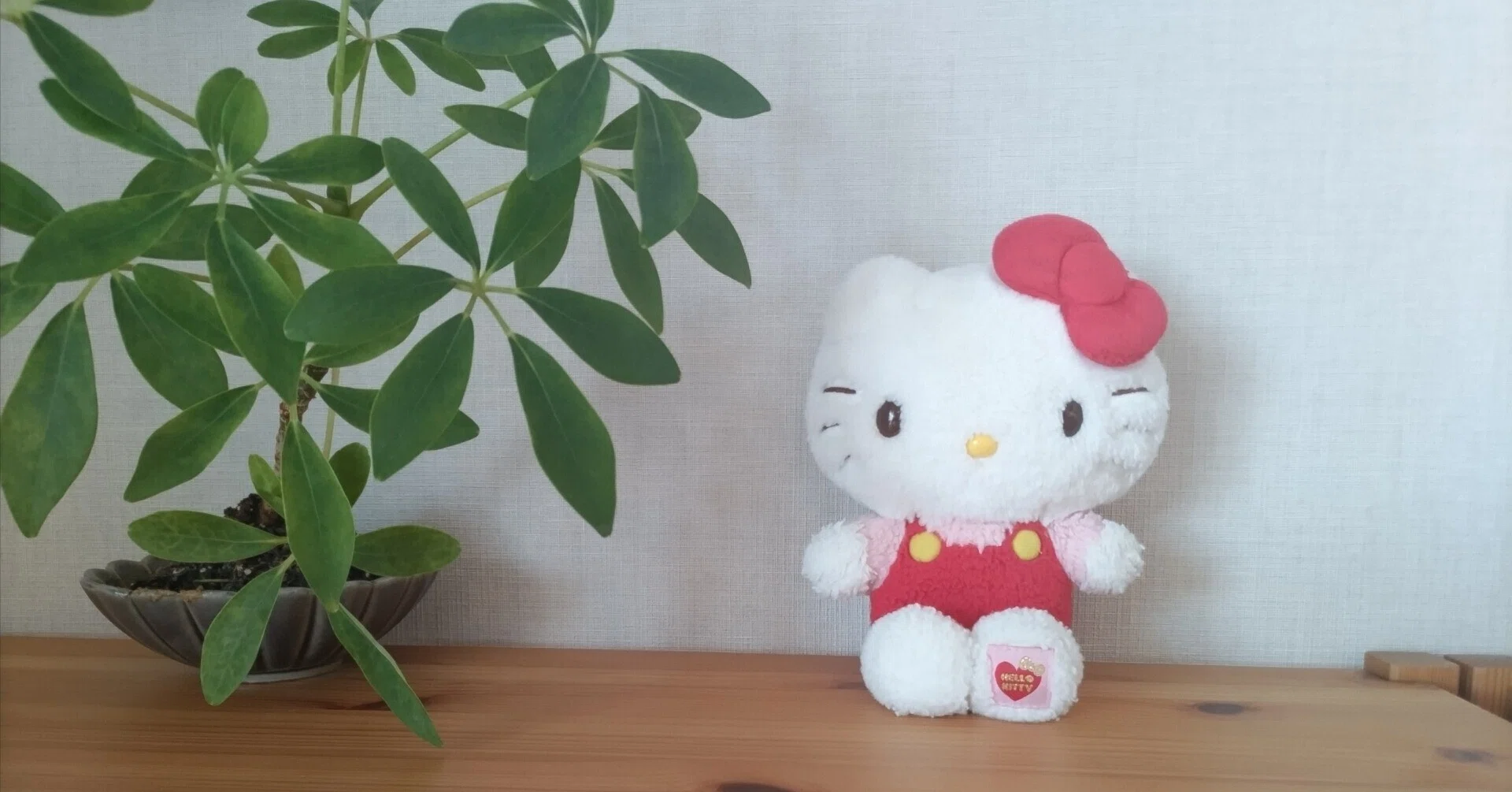 人生まだまだ。私とキティの、これから。｜kotosa