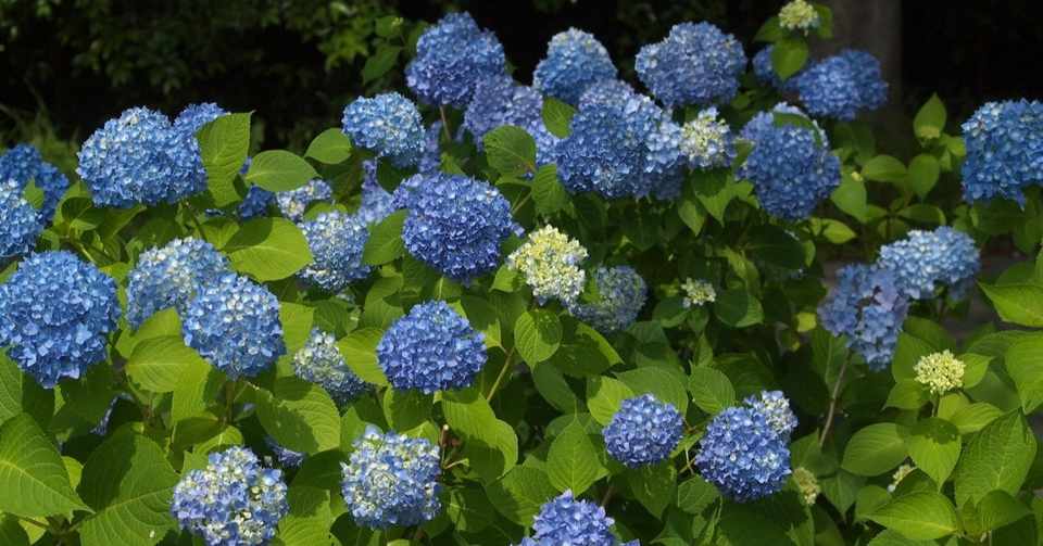 雨の紫陽花ロード 紫陽花の詩 本編 E V ジュニア Note
