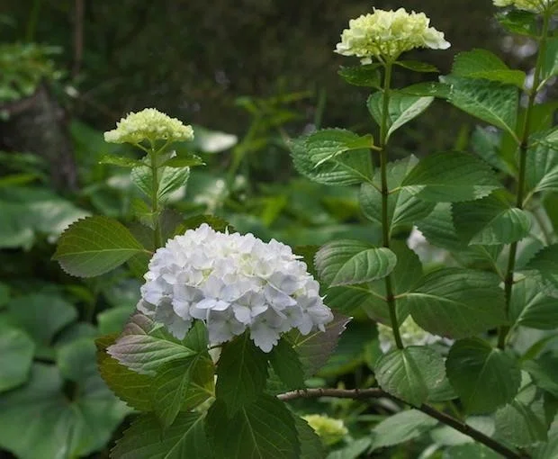 雨の紫陽花ロード 紫陽花の詩 本編 E V ジュニア Note
