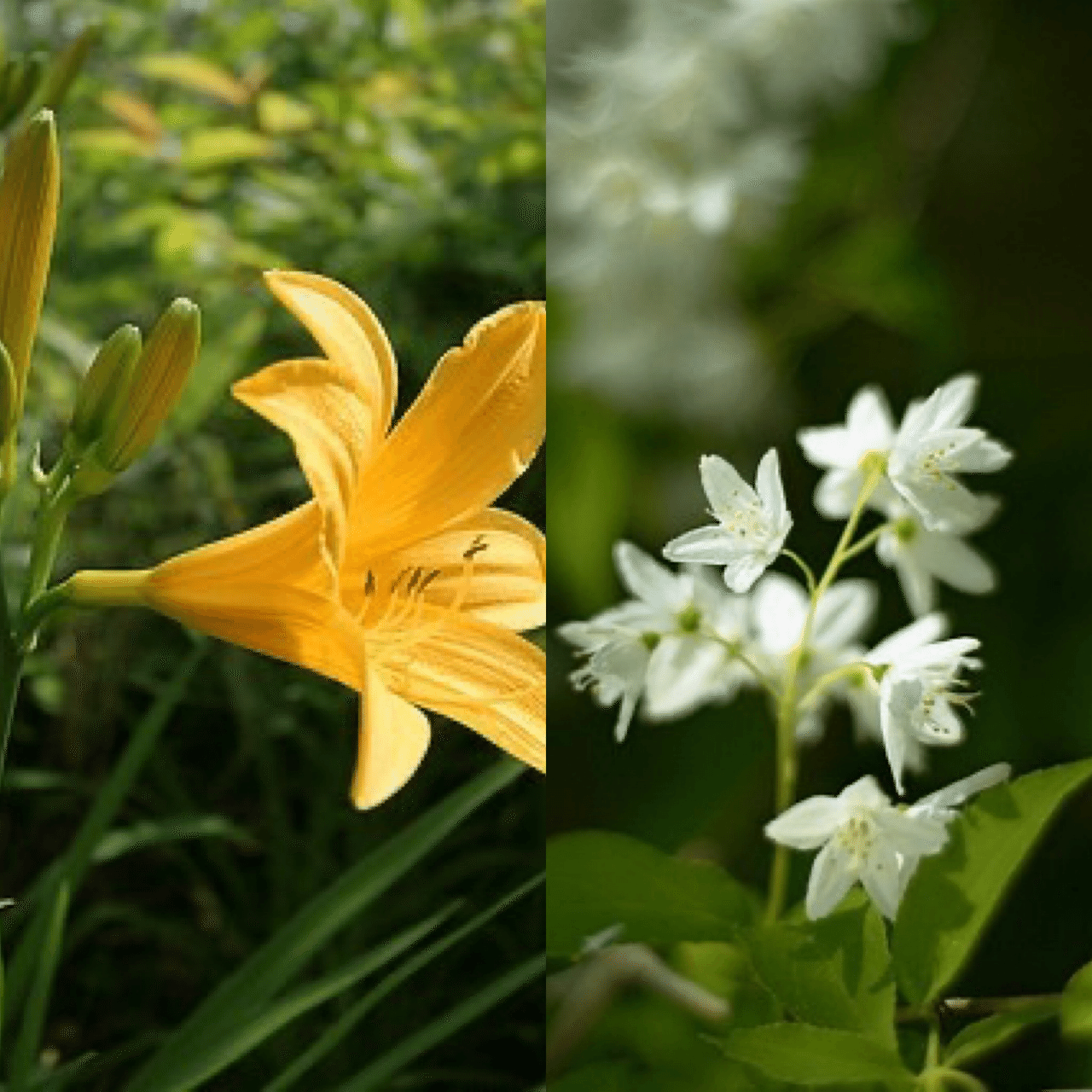 6月4日お誕生日の方おめでとうございます 今日の誕生花の花言葉は ニッコウキスゲ 日々あらたに 心安らぐ人 ウツギ 秘密 古風 今日も素敵な1日になりますように 誕生花 Mon Monstera18 Note