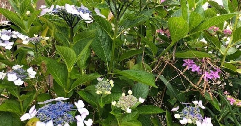 紫陽花増大気重増（あじさいの はなふえ たいき じゅうりょう ます）