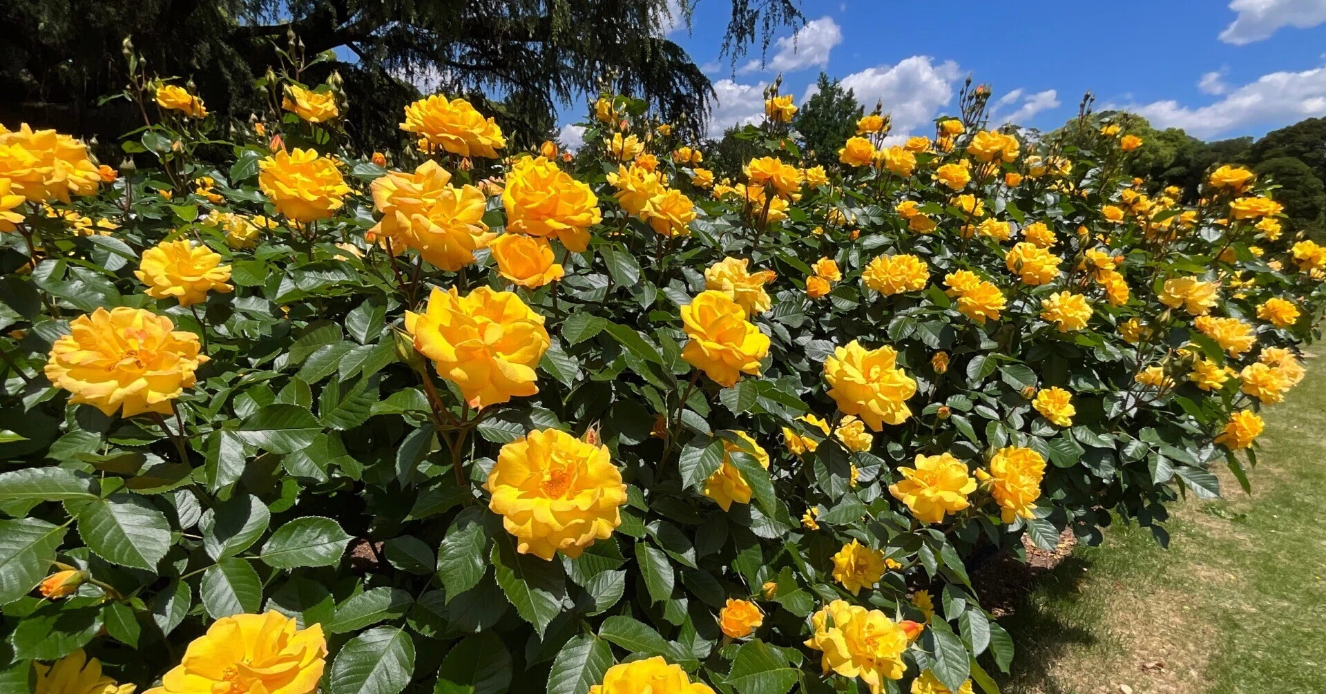 ゴールドマリー '84（京都府立植物園）：2026年5月8日（金）｜藤井秀昭