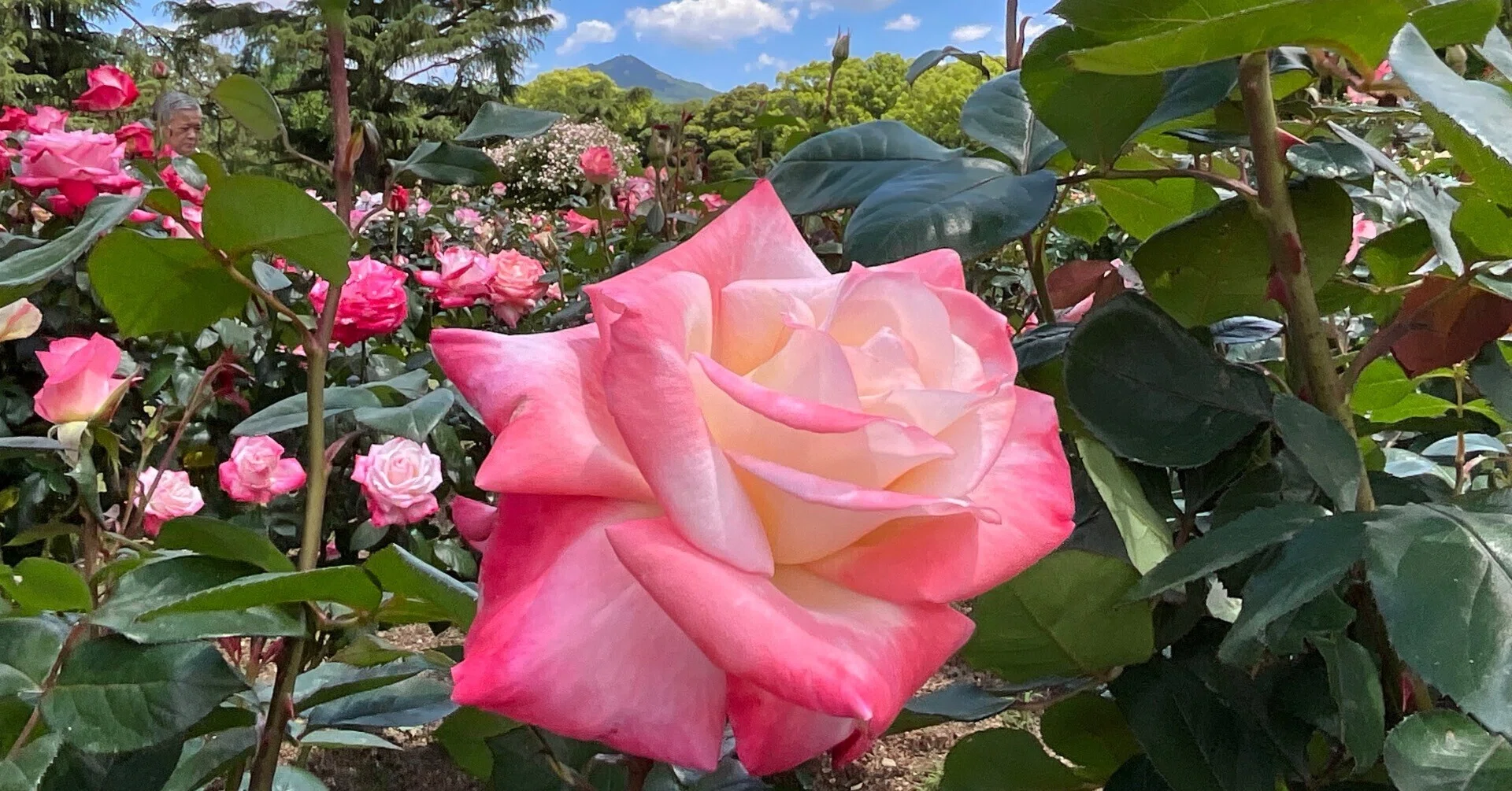 ベラ・ショルツ ハードビニール 64㎝ ジェミニ（京都府立植物園）：2026年5月9日（土）｜藤井秀昭（『京都