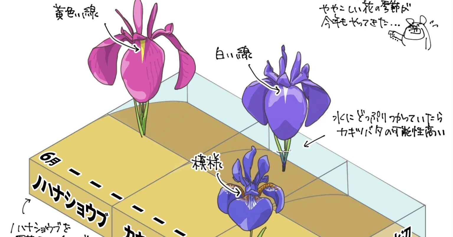 あやめ攻略表｜くますけ｜自然ガイド・クリエイター