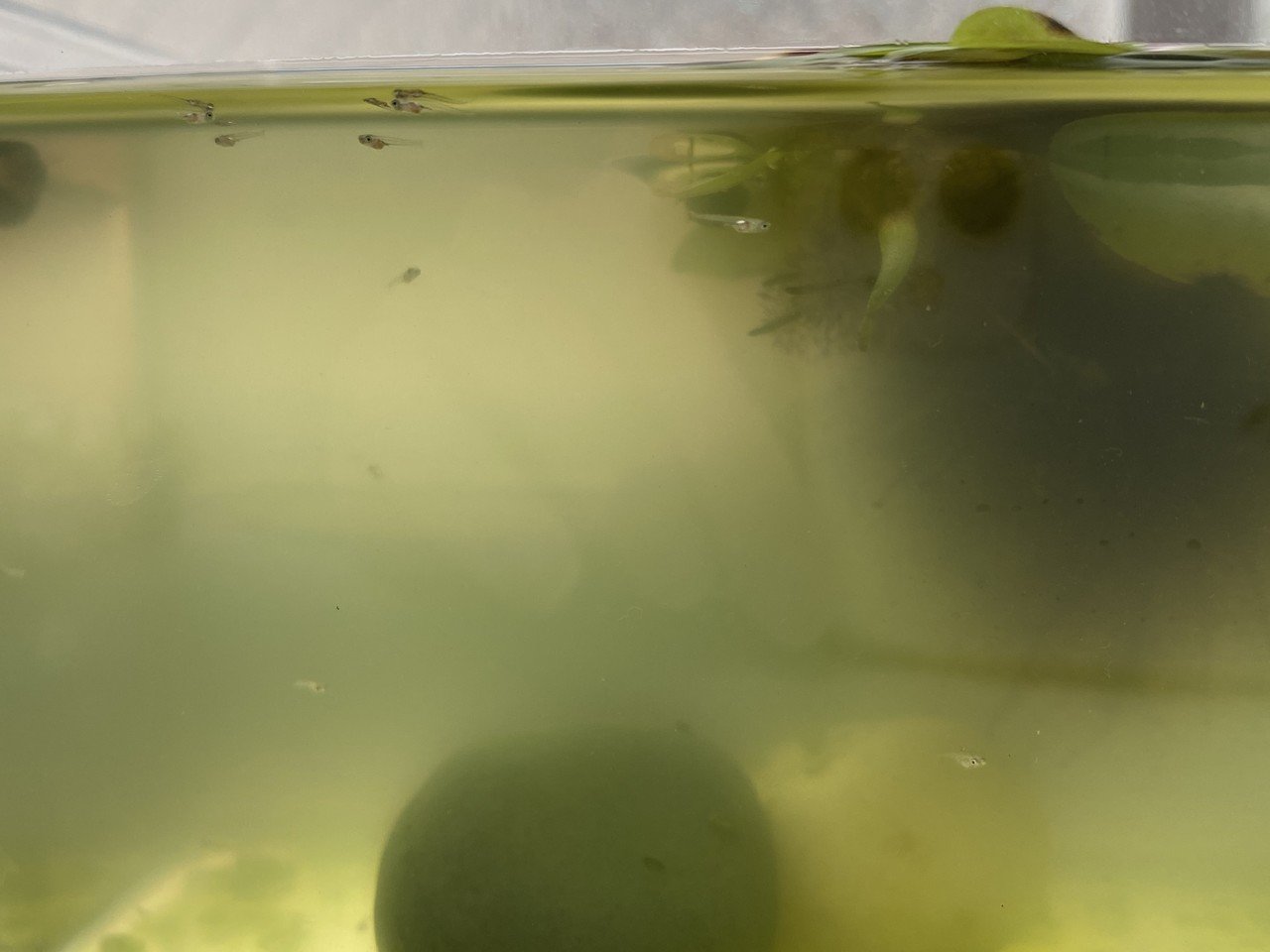 赤ちゃんメダカの水槽に貝を入れたところ りあこ Note 赤ちゃんメダカの水槽に貝を入れたところ りあこ Note
