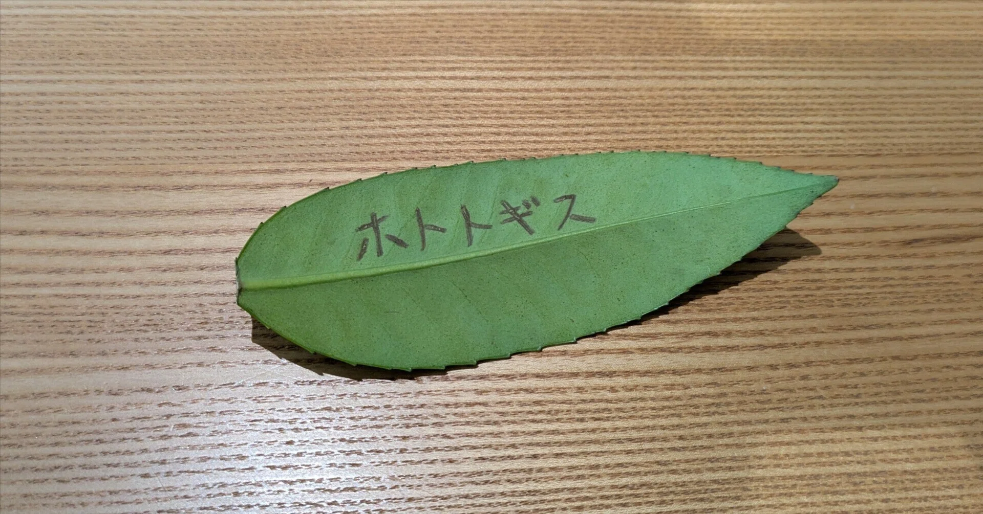 ハガキは葉書から？！｜ceryle