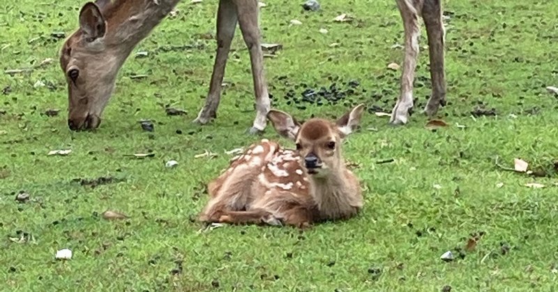奈良公園のバンビちゃん 忠内香織 Note