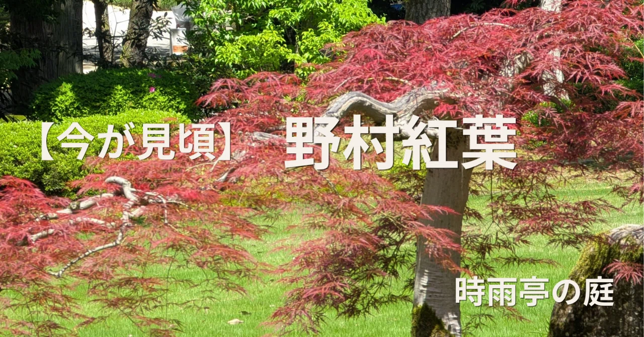 Best Time to Visit] The Identity of That Red Tree Seen in