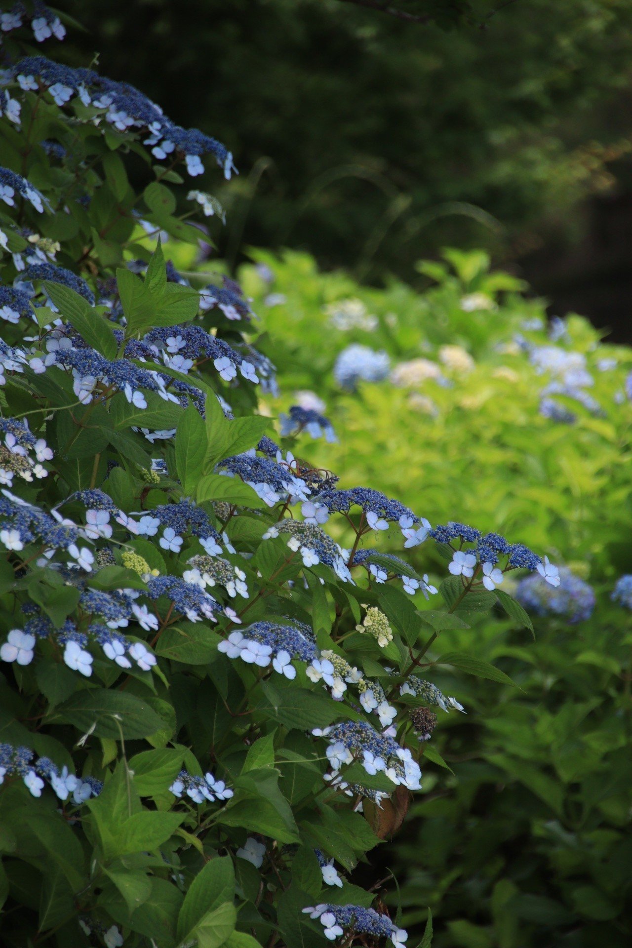 賀茂菖蒲園の菖蒲 06 03 Pup Note