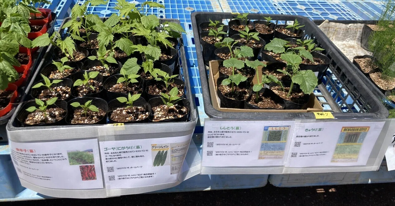 苗を販売してみた話～はたけの様子20260509その32」｜はたけのいす