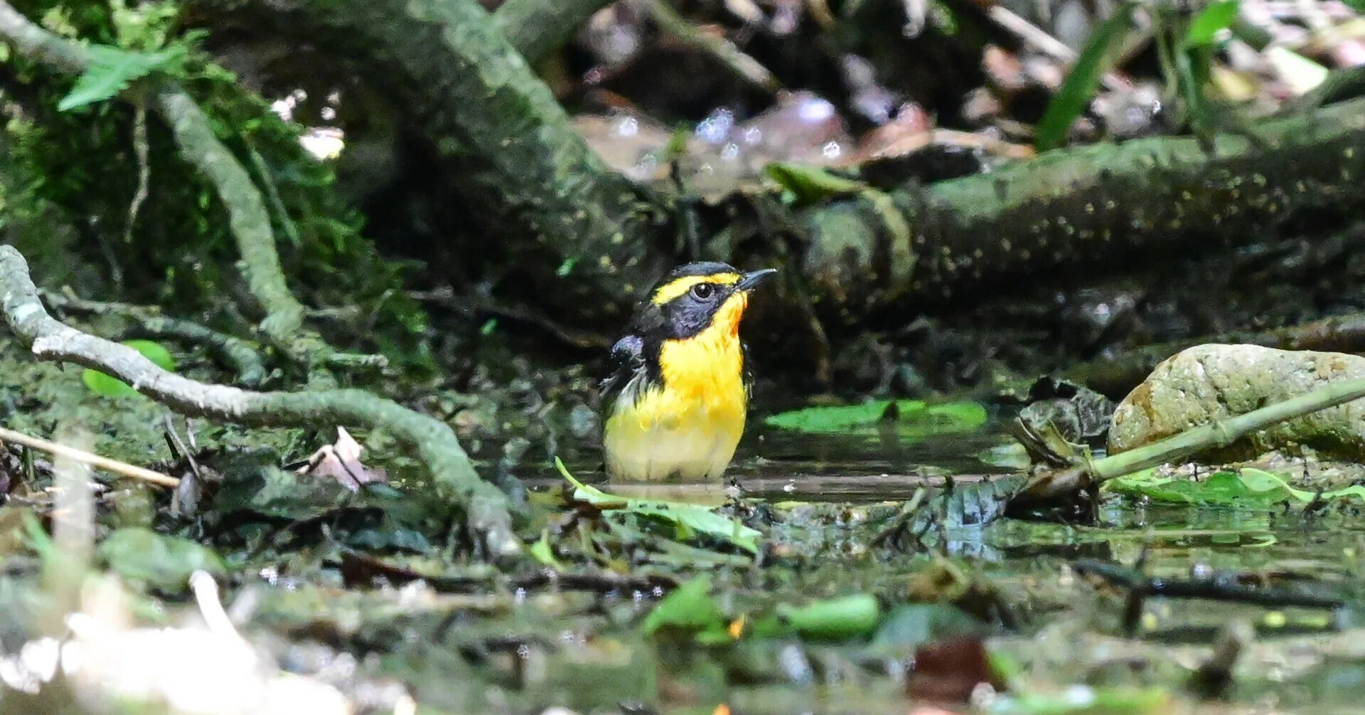 5月9日の鳥活について｜やすひこ