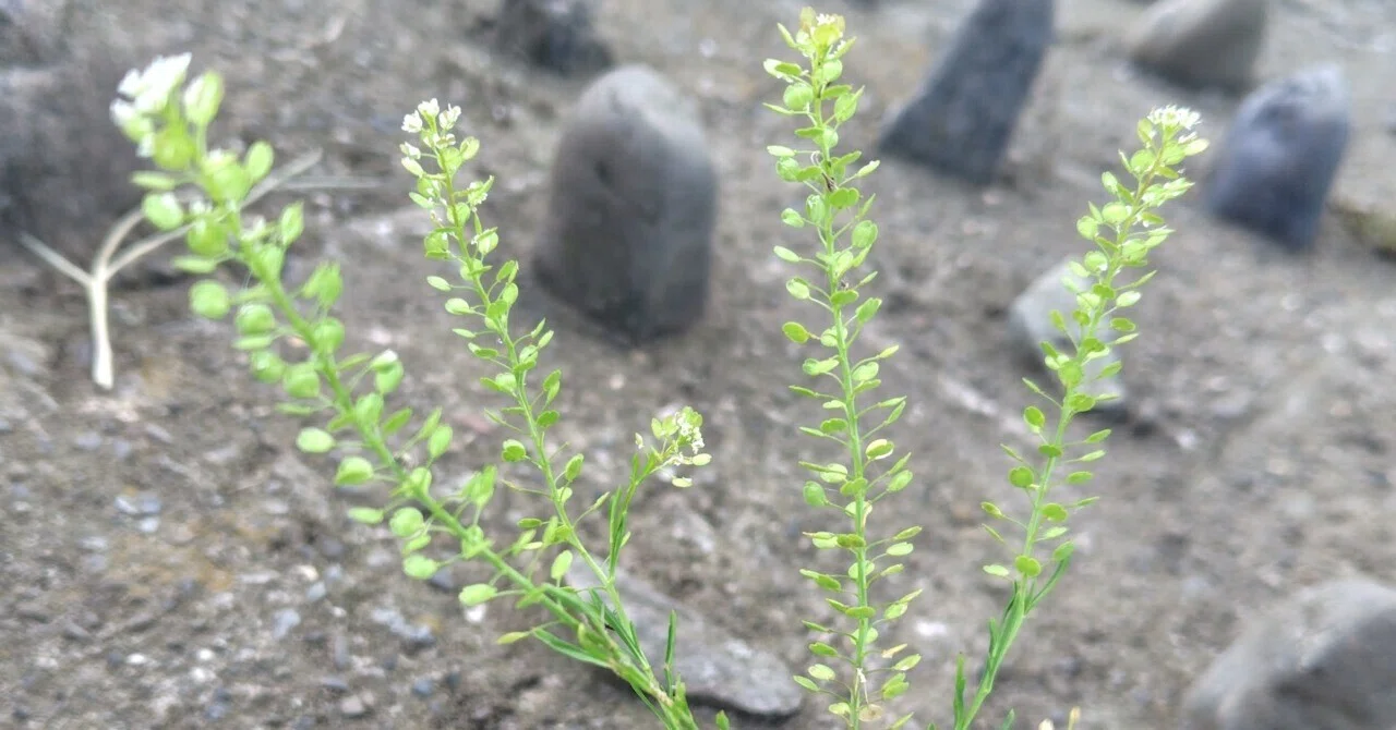 軍配ナズナ　確認用 マメグンバイナズナ(豆軍配薺)｜Luku