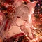 花魁坂椛（おいらんざか もみじ）