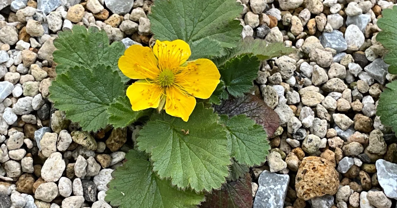 Geum montanum (Kyoto Botanical Gardens): Tuesday, May 12, 2026｜藤井秀昭 ...