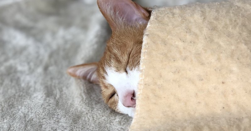 はないちもんめ だよ 人生は なぜ猫 Note