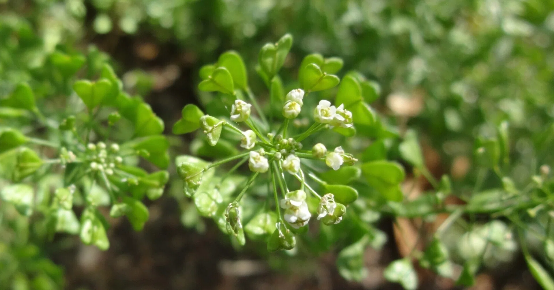 おいおい日記 ぺんぺん草（ナズナ）の出世？｜ 碧（みどり）