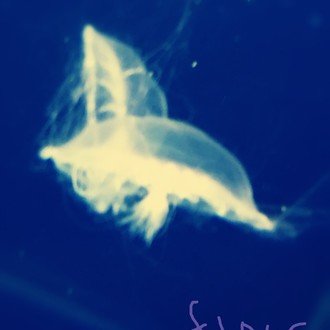 jellyfish2011