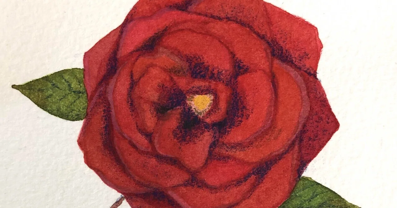 庭の薔薇｜泱