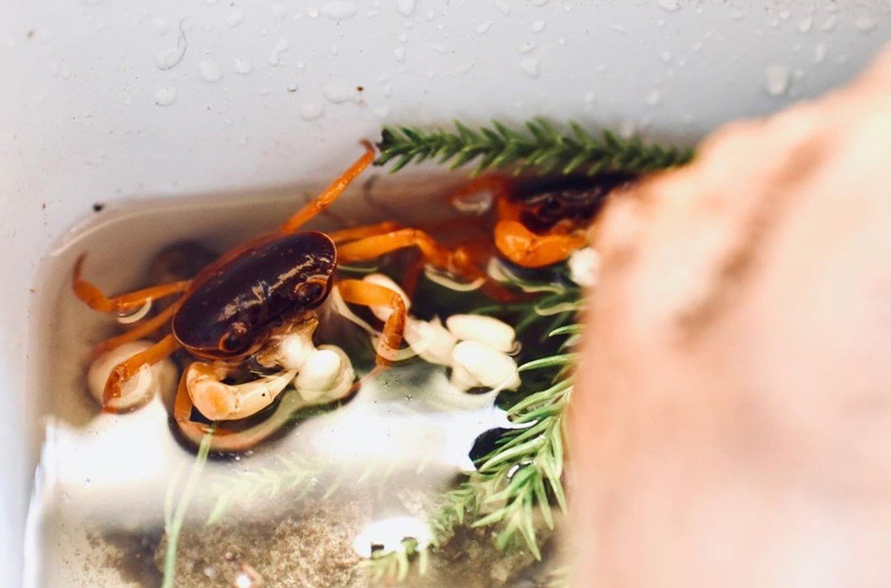 7日後に死ぬカニ しまだあや 島田彩 Note 7日後に死ぬカニ しまだあや 島田彩 Note