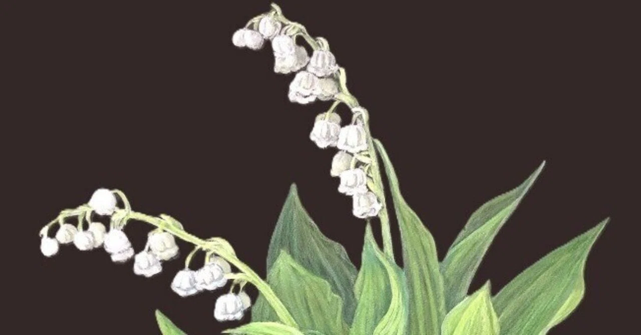 植物画・ボタニカルアート】可憐なスズランには毒がある｜かりあ