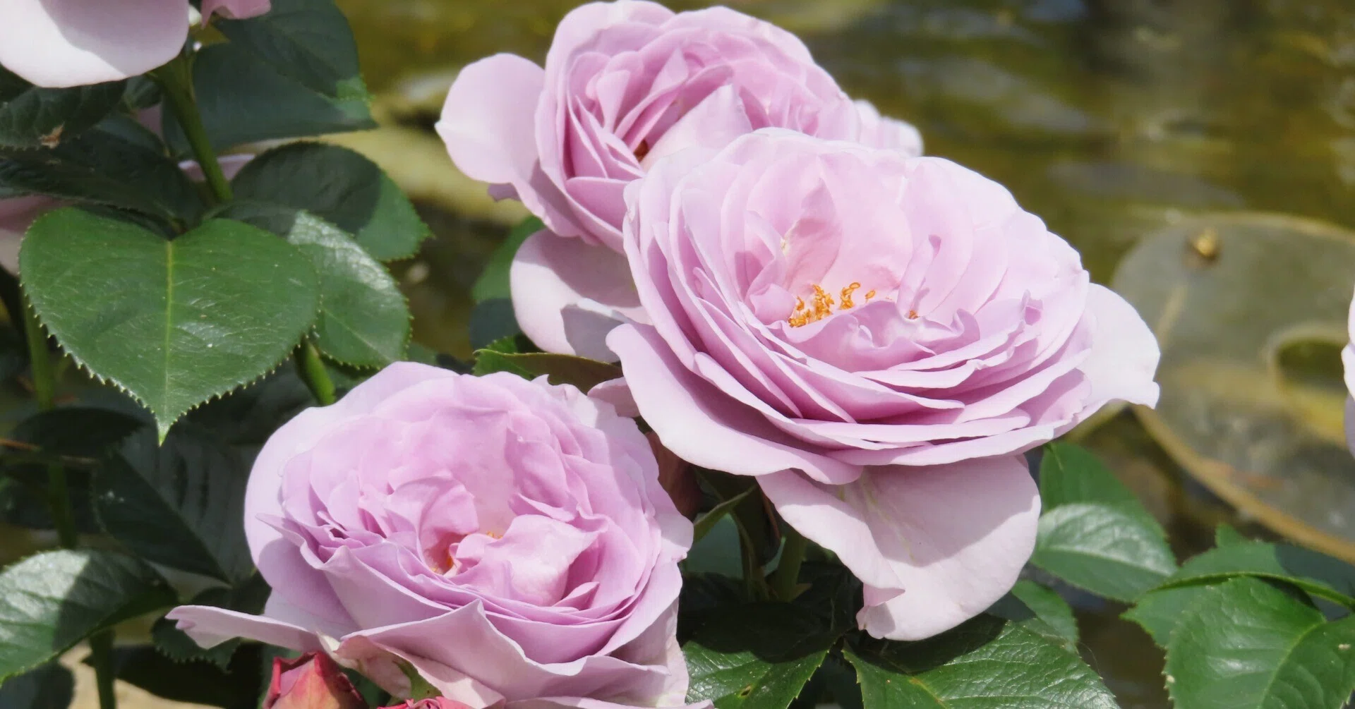 2026初夏 薔薇を見に行きました｜水虎