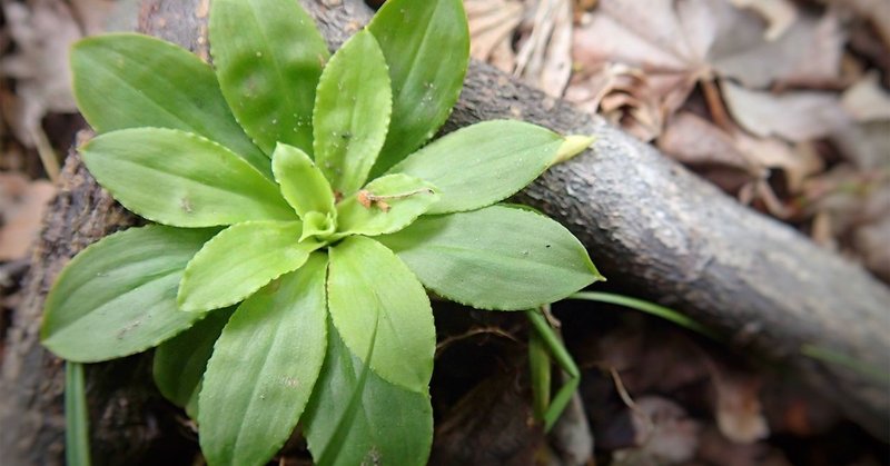 ハプニングを起こす人 Mayukot Note