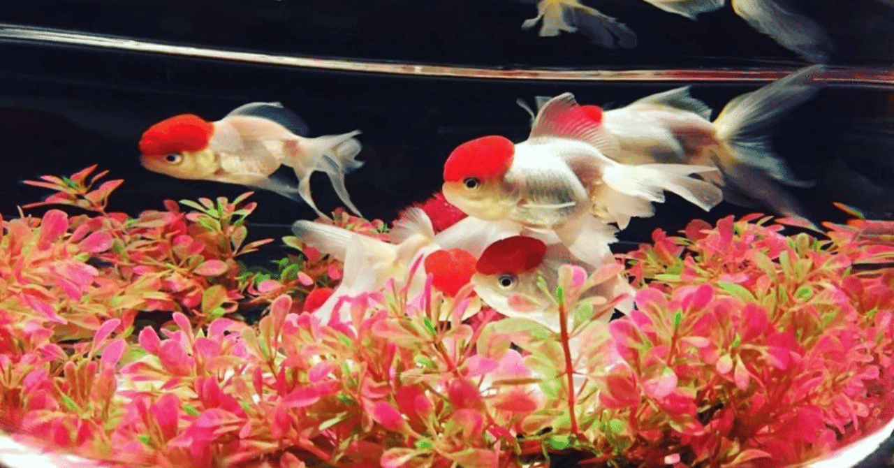 Ai を用いて観賞魚の品種識別 サブカル科学研究会 Note