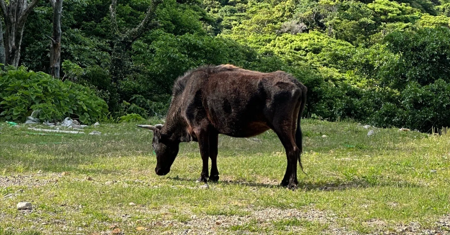 POTA運用 80回目 (トカラ列島県立自然公園; 26/04/28-29)｜JQ3JUK