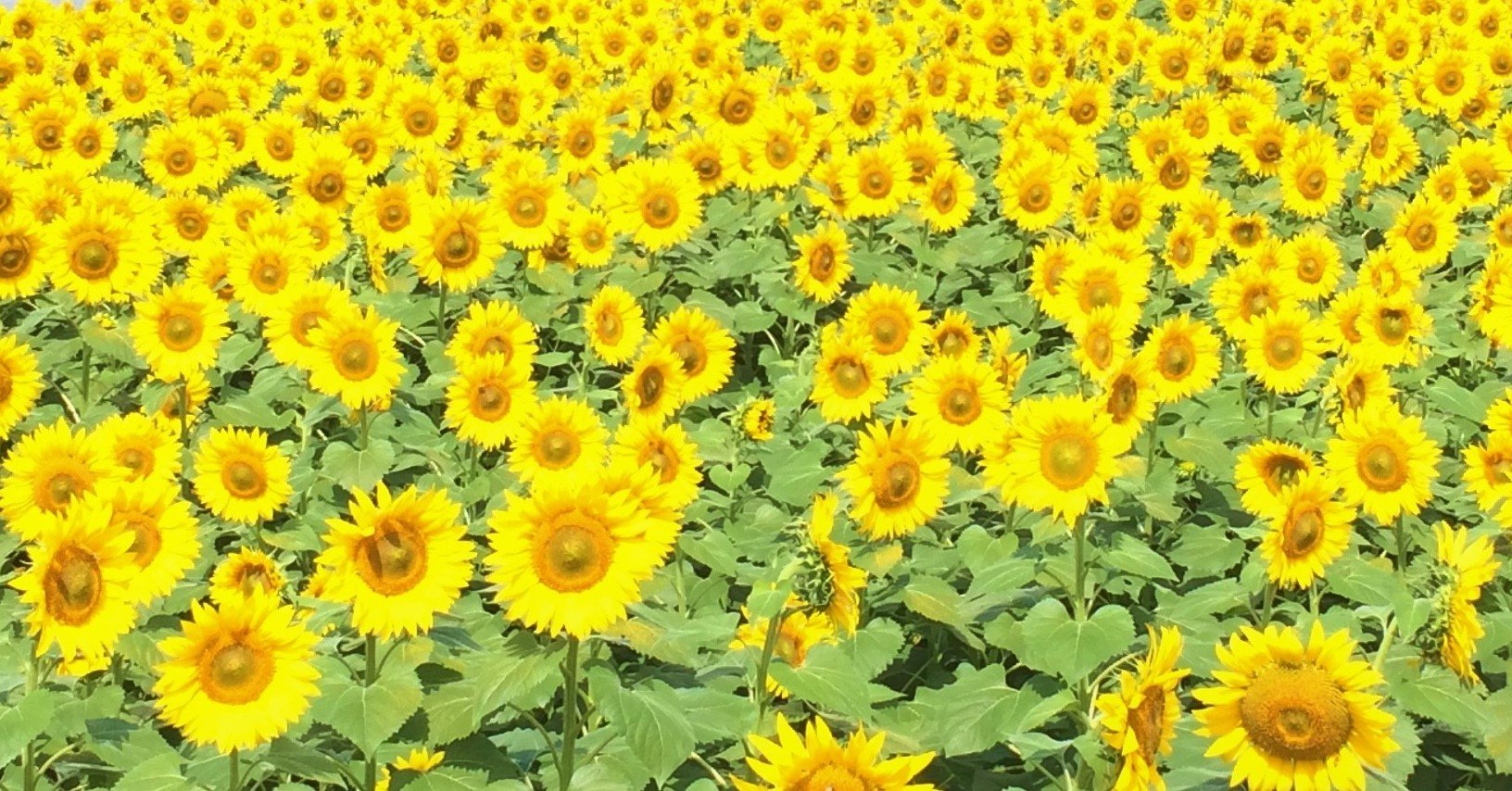 花図鑑 ひまわり はこねフローリスト Note