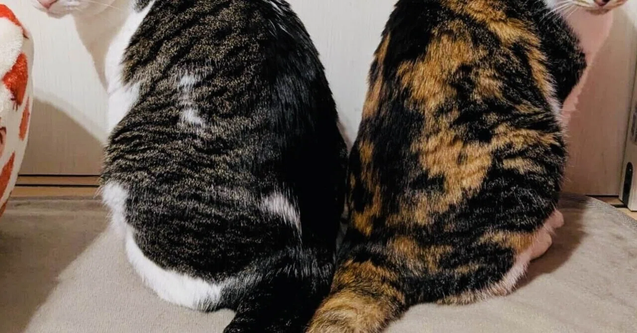ねこ派 今日の1分喜びseed➕猫｜にゃんと、詐欺じゃなかった！笑｜2026/5/10