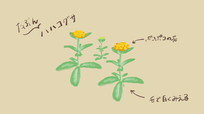 あつまれどうぶつの森の雑草が知りたくて 夏 こにたん Note あつまれどうぶつの森の雑草が知りたくて 夏 こにたん Note