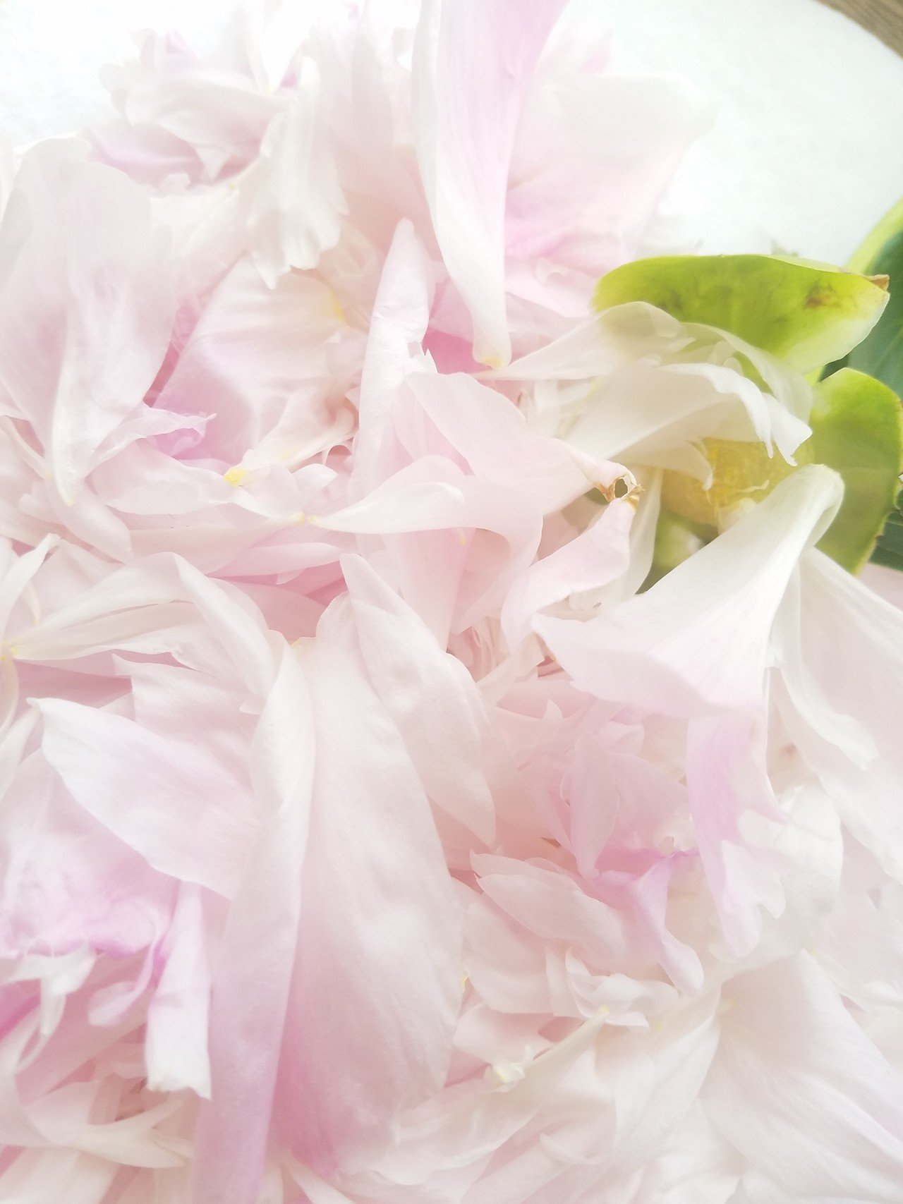 花びらは天使の羽のようで Akiko Note