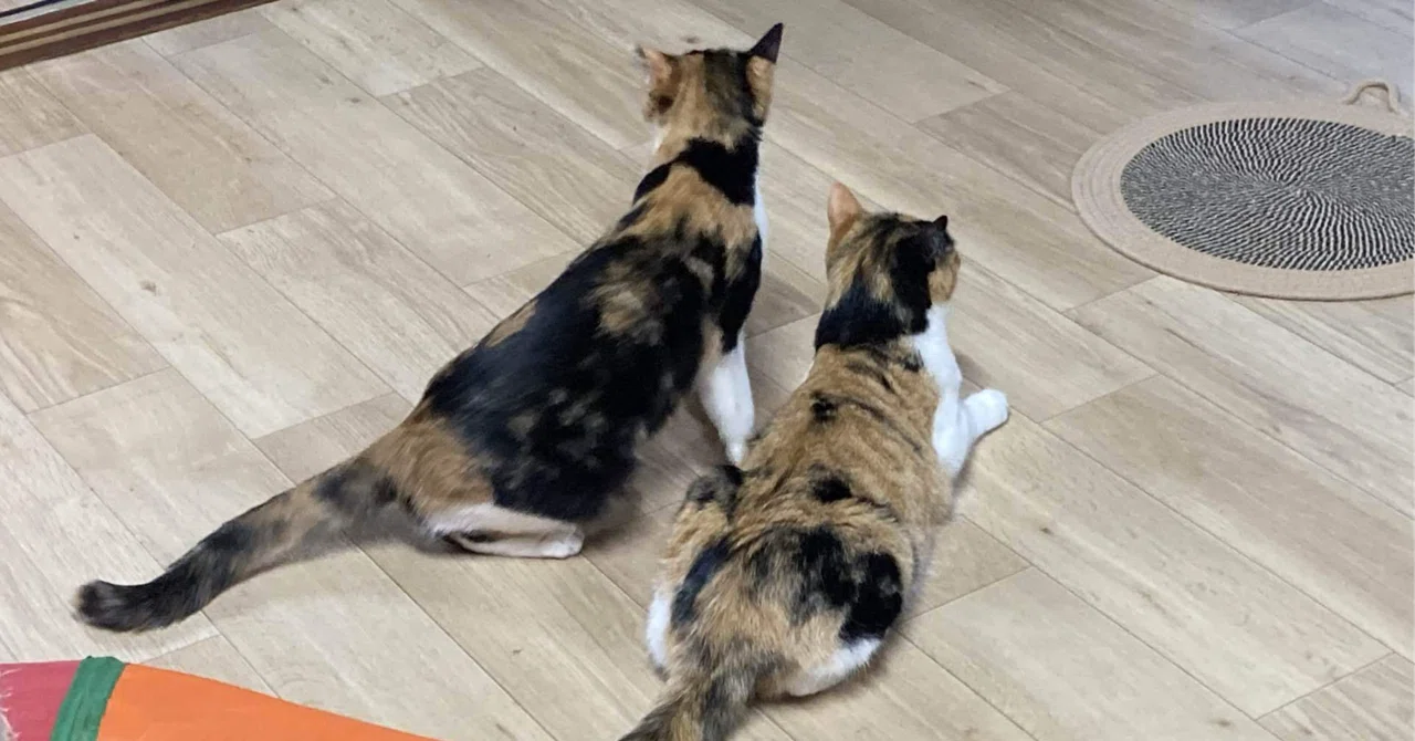 歴史の中のちょっとした“猫”の話｜Moosan