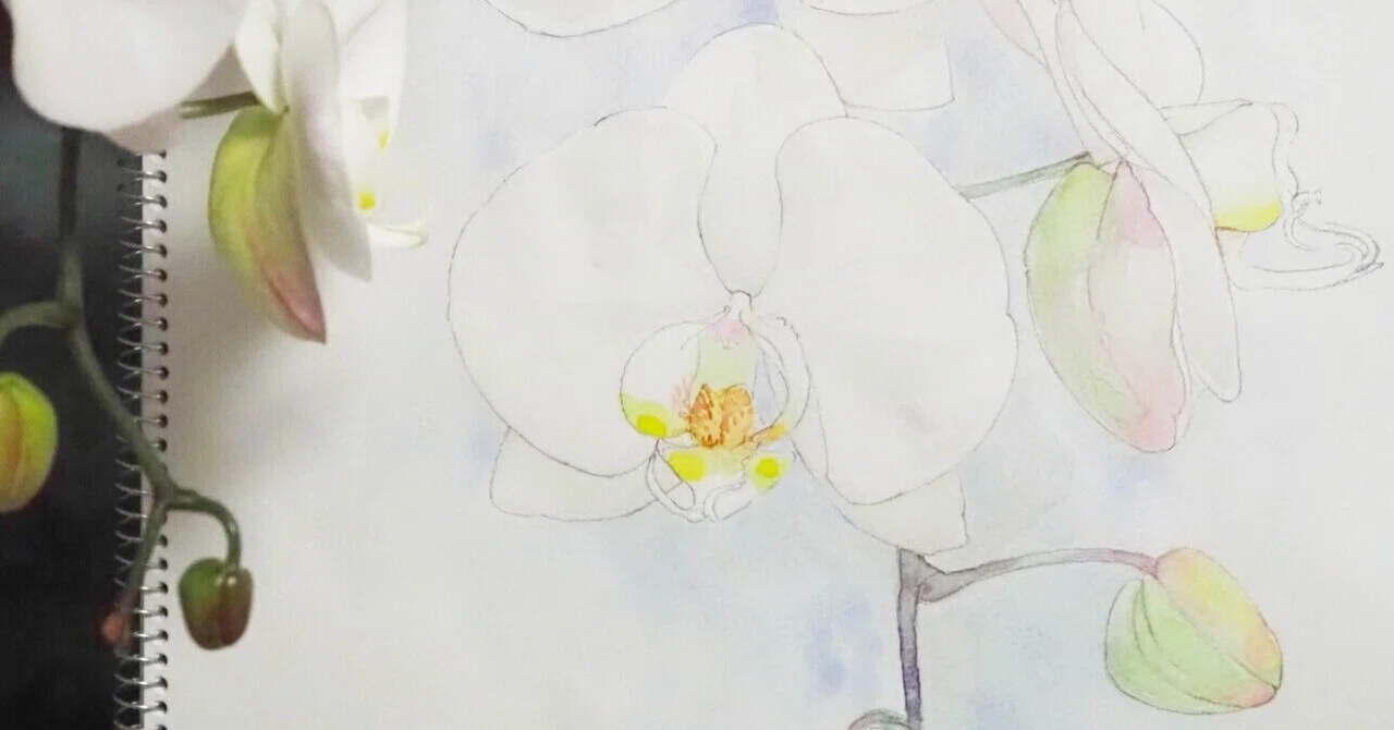 2026.5.9 胡蝶蘭のスケッチ｜a.keika